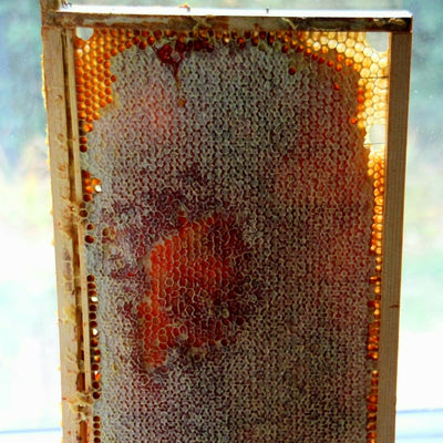 Cire d'abeille شهد